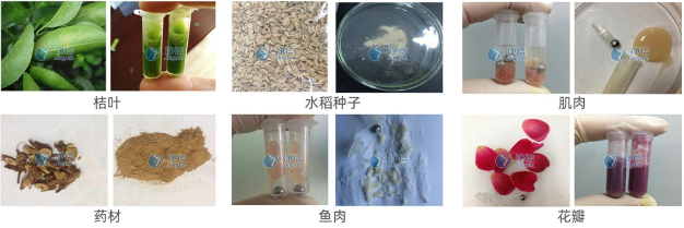 上海凈信高速組織研磨儀TISS-48的樣品研磨效果圖