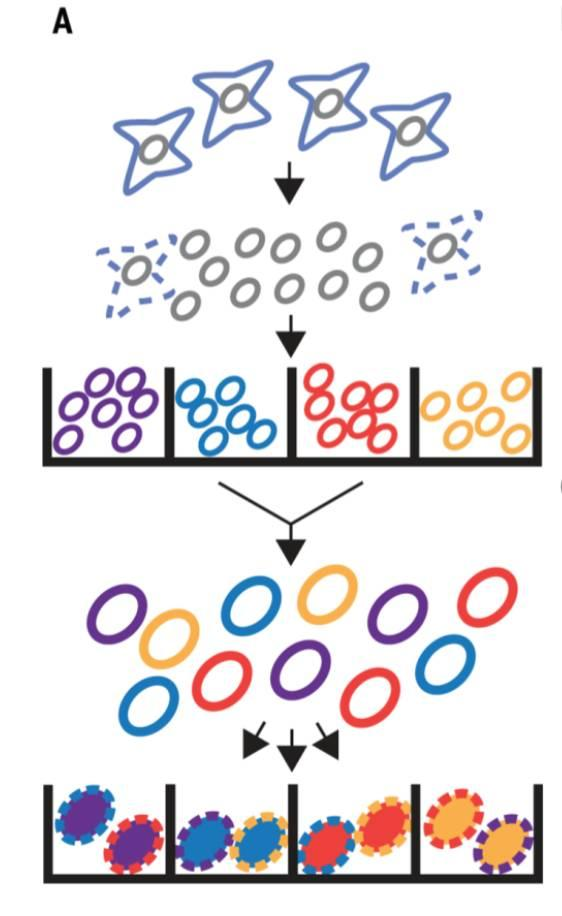不使用微流控如何實(shí)現(xiàn)高通量測(cè)序單細(xì)胞基因組？